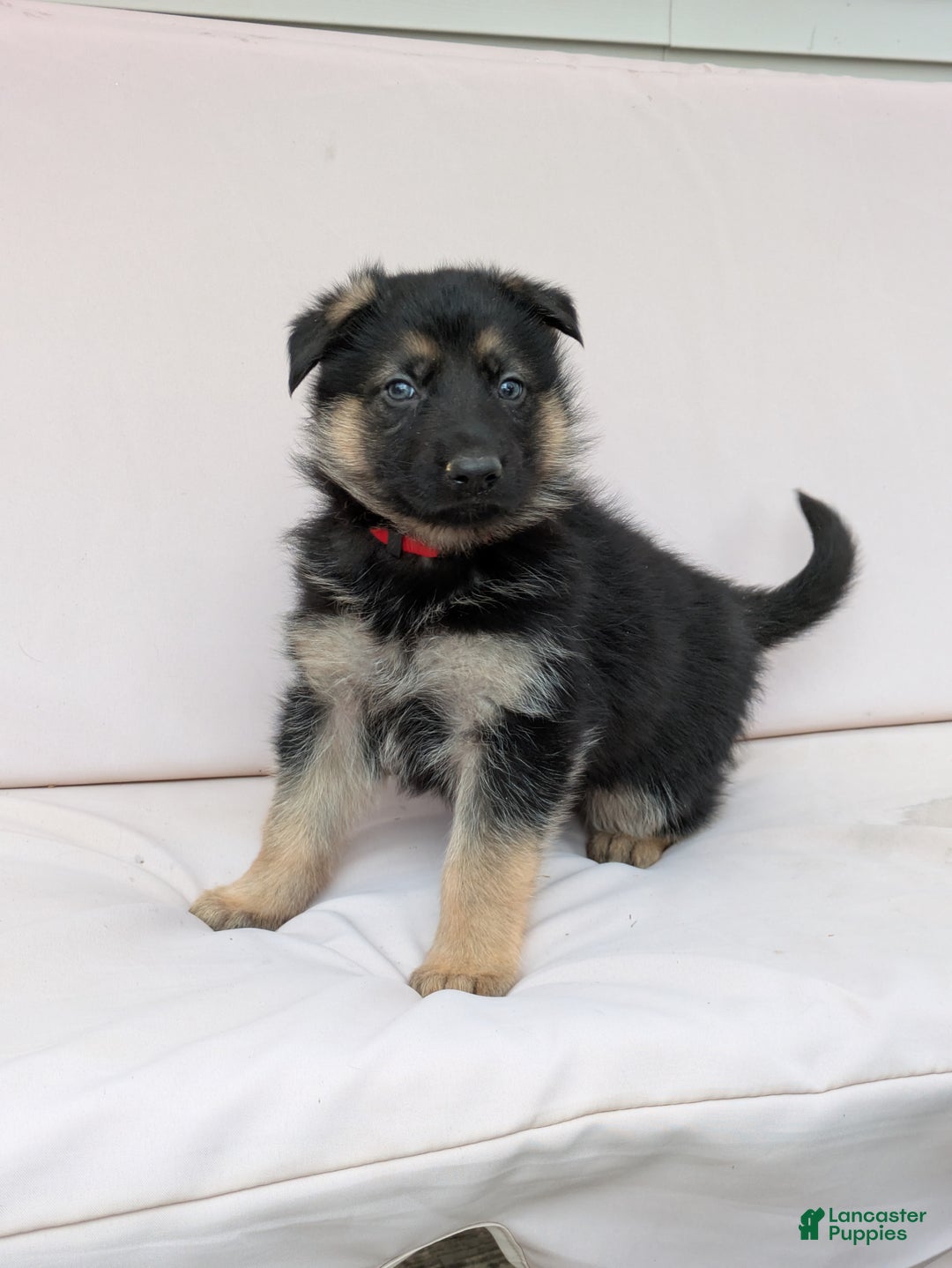 German Shepherd dogs for sale: Marble - Ad 1