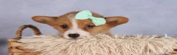 Welsh Corgi Pembroke dogs for sale: Bently💙 - Ad 13