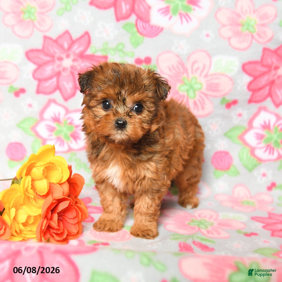 Havapoo dogs Lilac - Ad 2