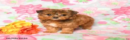 Havapoo dogs for sale: Lilac - Ad 2
