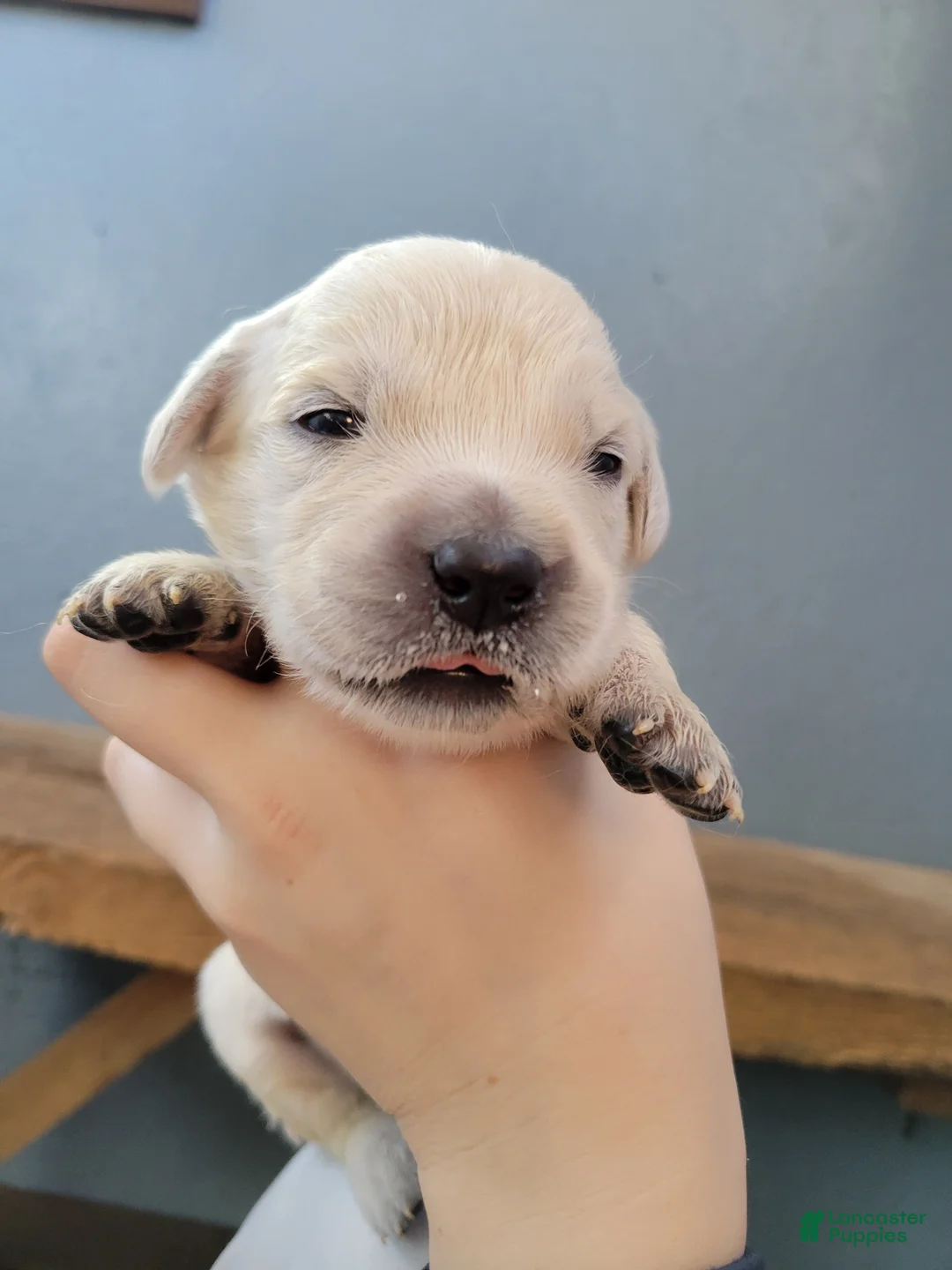 Golden Retriever dogs for sale: Chex - Ad 14