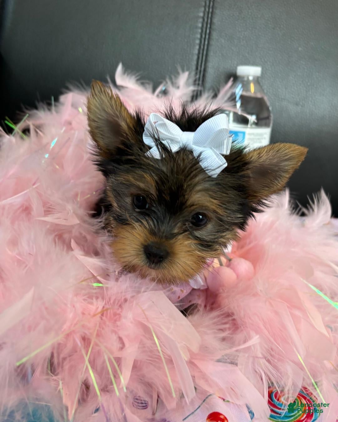 Yorkshire Terrier dogs Yorkshire Terrier Puppy 1 - Ad 19