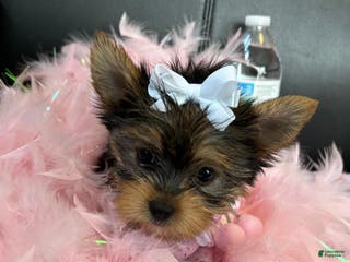 Yorkshire Terrier dogs Yorkshire Terrier Puppy 1 - Ad 34