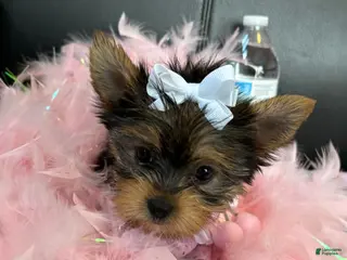 Yorkshire Terrier dogs Yorkshire Terrier Puppy 1 - Ad 42