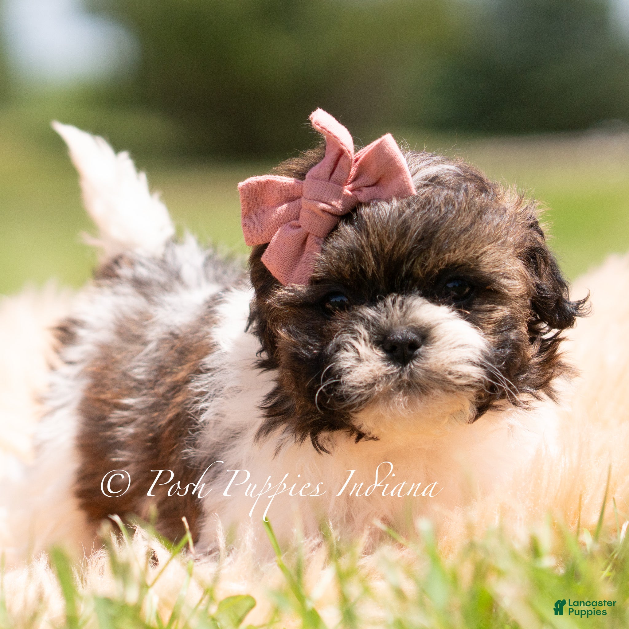 Shih Tzu dogs Chica - Ad 1
