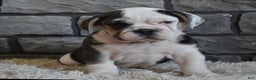 Mixed Breed dogs for sale: Trixie - Ad 2