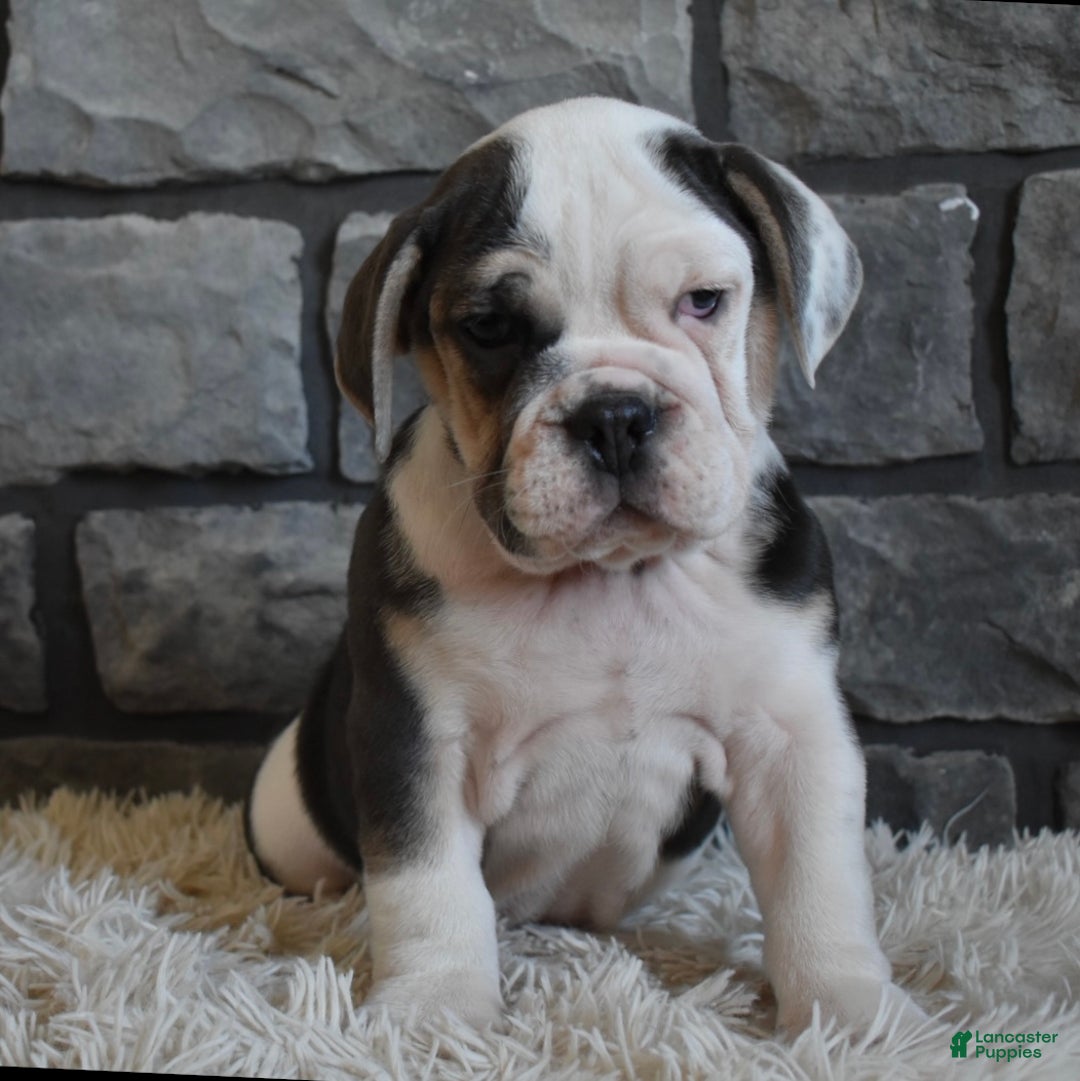 Mixed Breed dogs for sale: Trixie - Ad 2