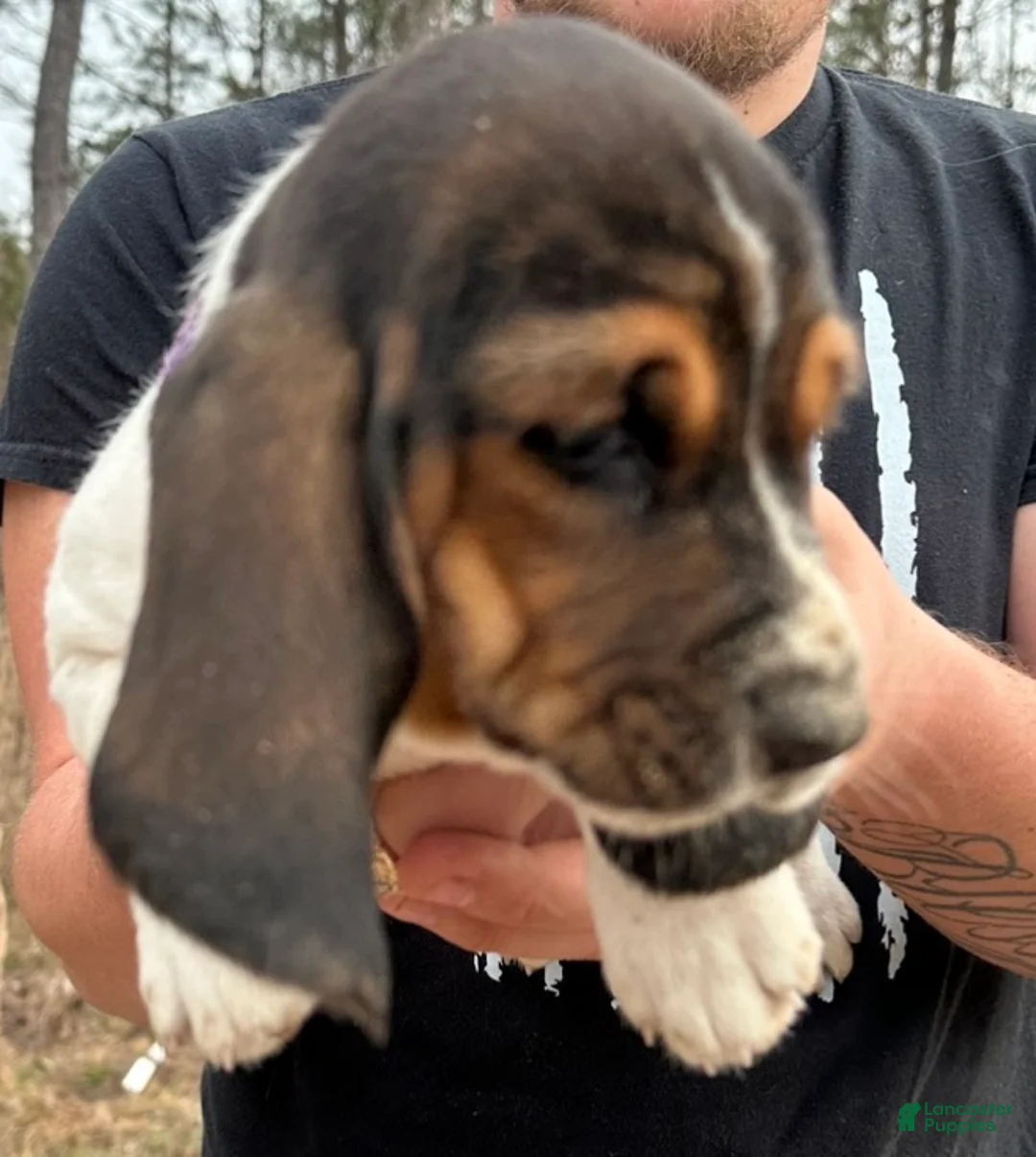 Basset Hound dogs for sale: Basset Hound Puppy 4 - Ad 1
