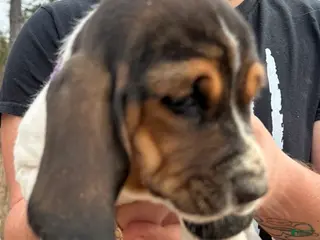 Basset Hound dogs Basset Hound Puppy 4 - Ad 12