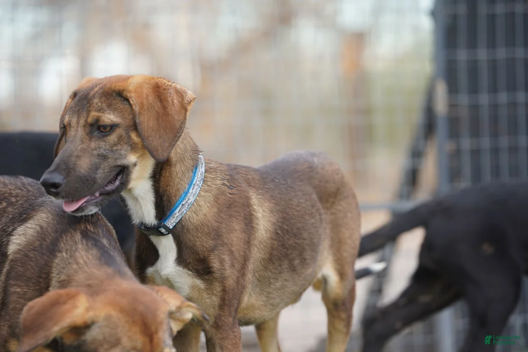 Mixed Breed dogs for sale: Pluto Tiscar Farm Dog - Ad 5