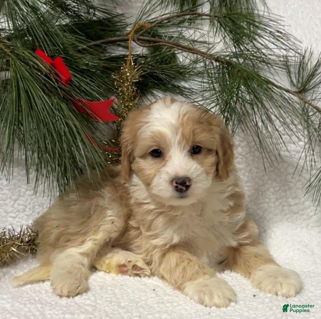 Mini Bernedoodle dogs for sale: Belle - Ad 2