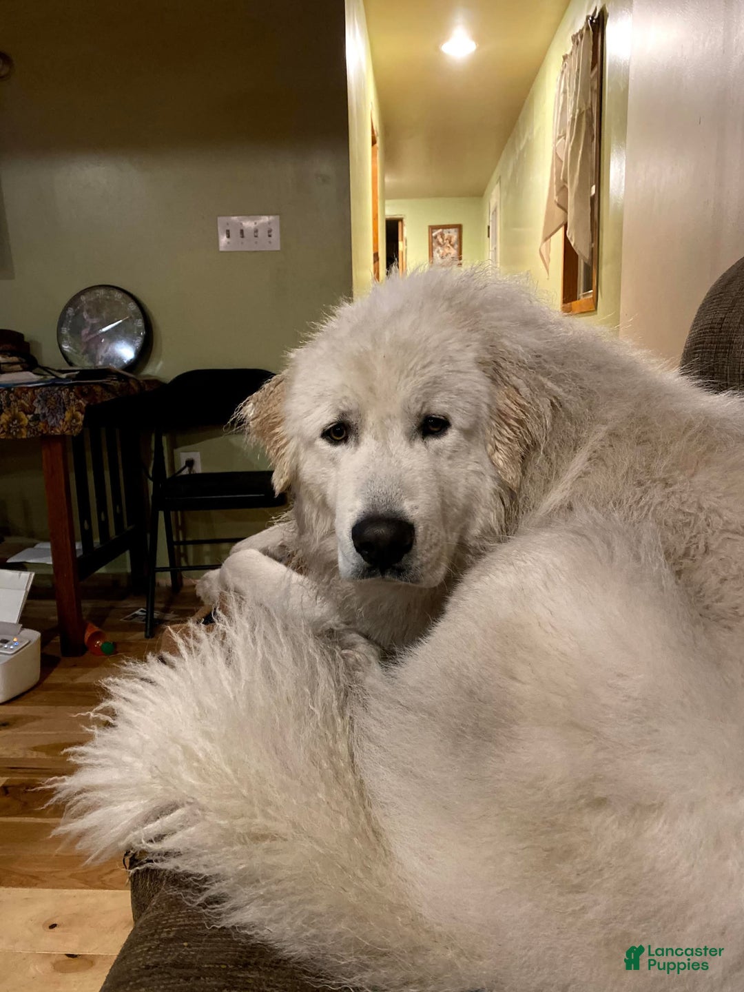 Great Pyrenees dogs for sale: Great Pyrenees Female Puppy - Pink - Ad 7