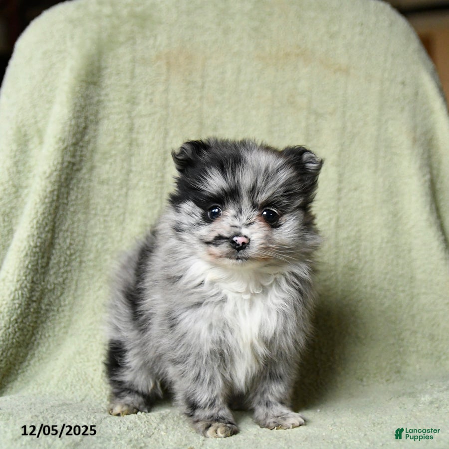 Pomeranian dogs Romeo - Ad 7