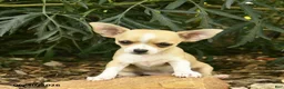 Chihuahua dogs for sale: Liberty  - Ad 3