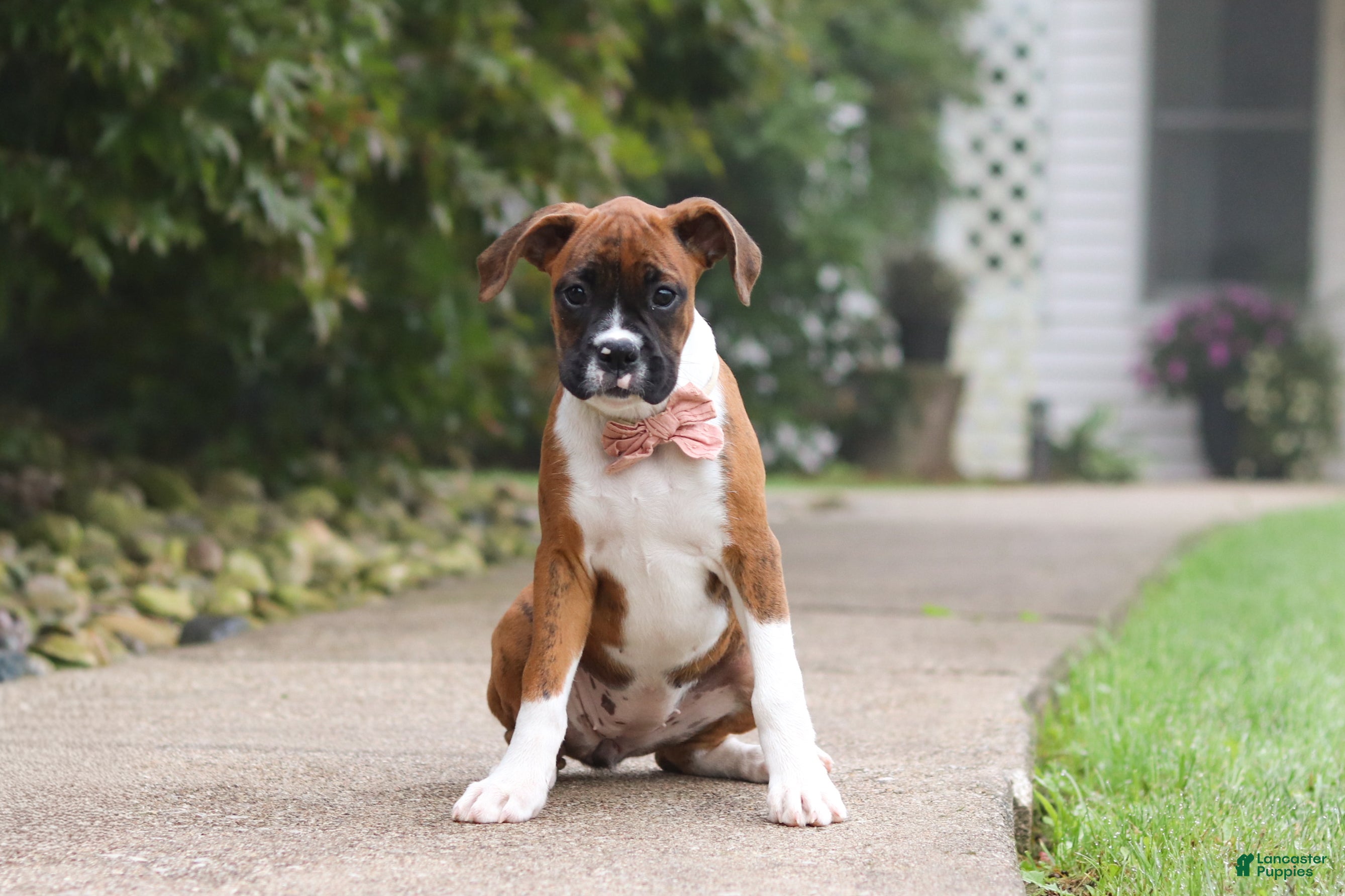 Boxer dogs Dally - Ad 2