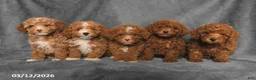 Toy Poodle dogs for sale: Cubby - Ad 5