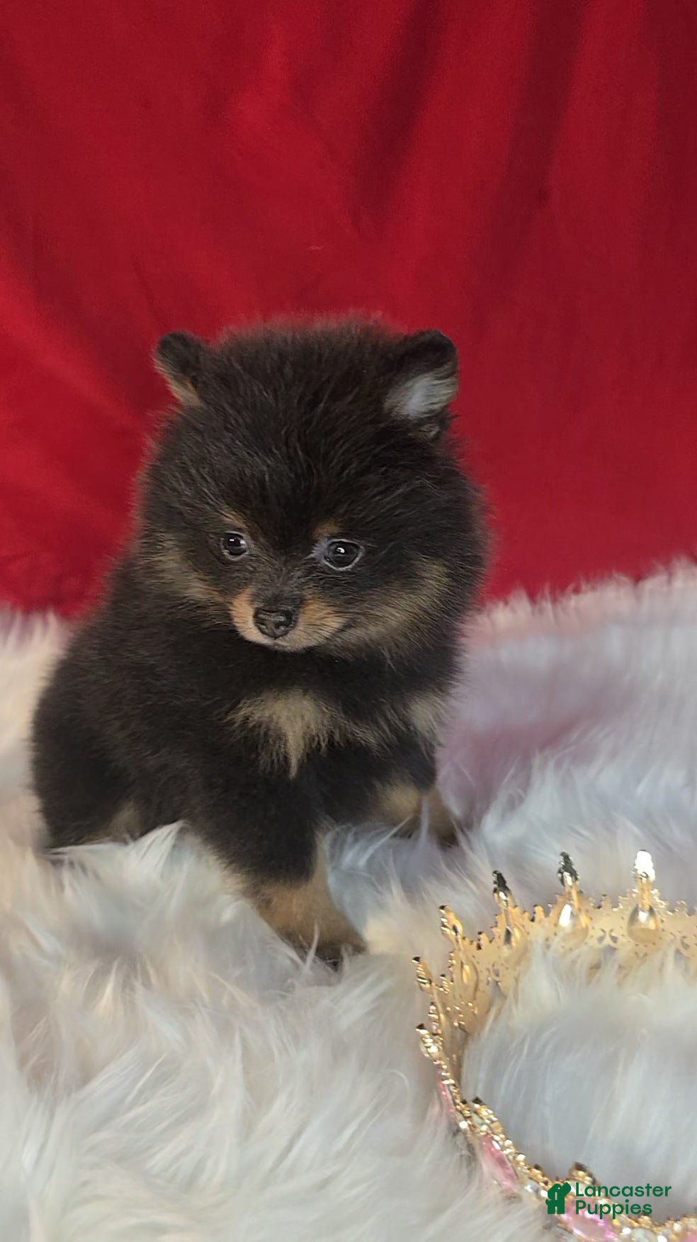 Pomeranian dogs Pomeranian 1 - Ad 31