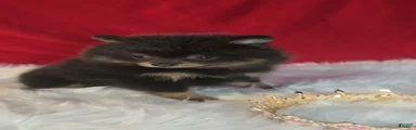 Pomeranian 1