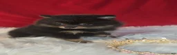 Pomeranian dogs for sale: Pomeranian 1 - Ad 1