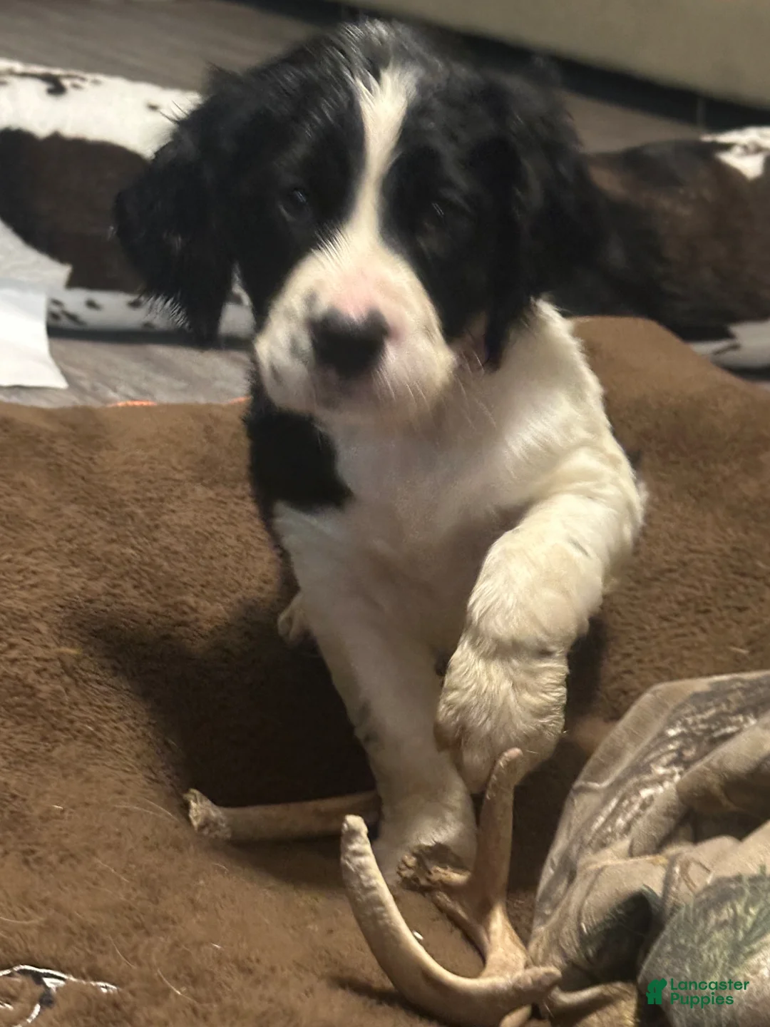 English Springer Spaniel dogs for sale: English Springer Spaniel Puppy 2 - Ad 2