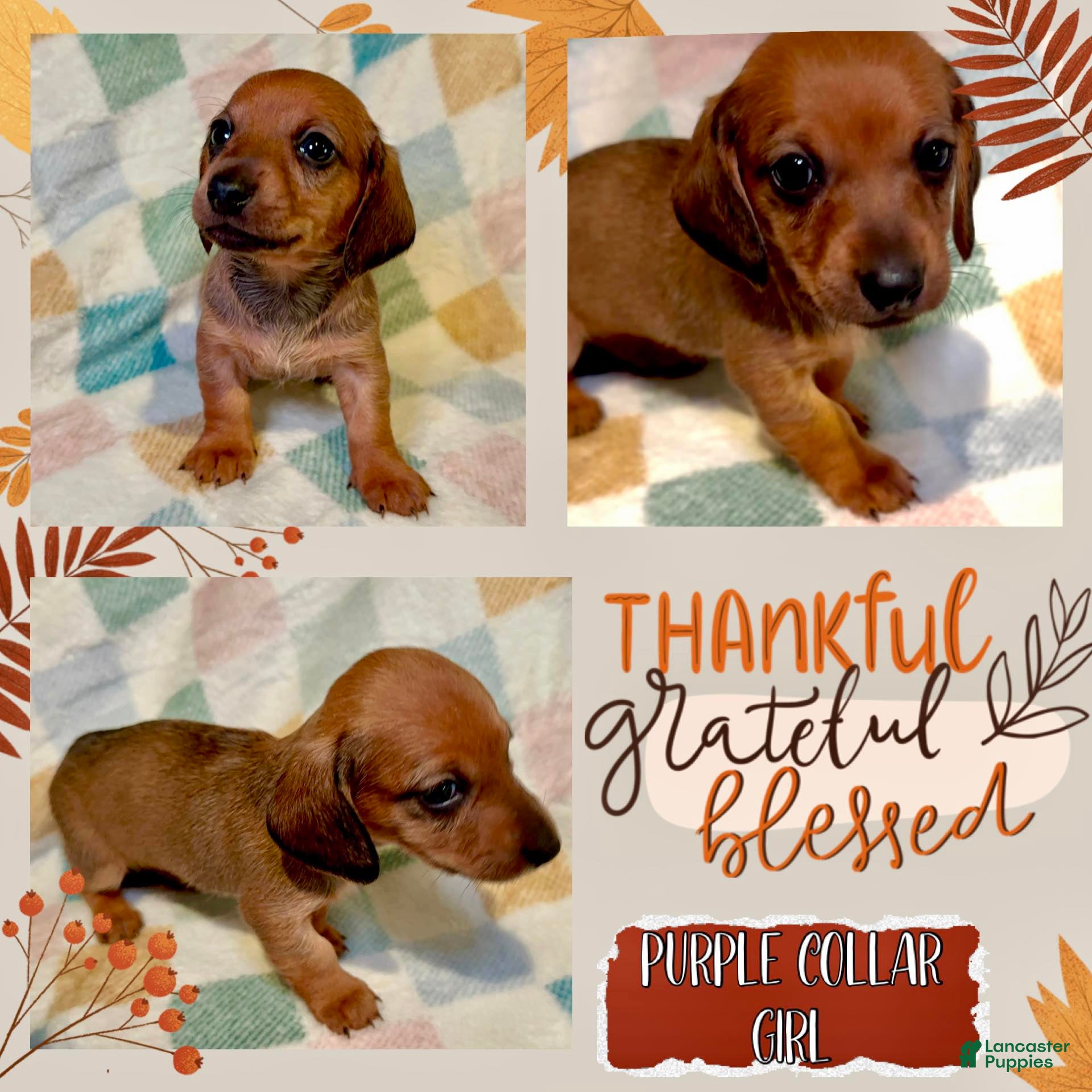 Miniature Dachshund dogs Purple Collar Girl - Ad 13