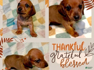 Miniature Dachshund dogs Purple Collar Girl - Ad 24