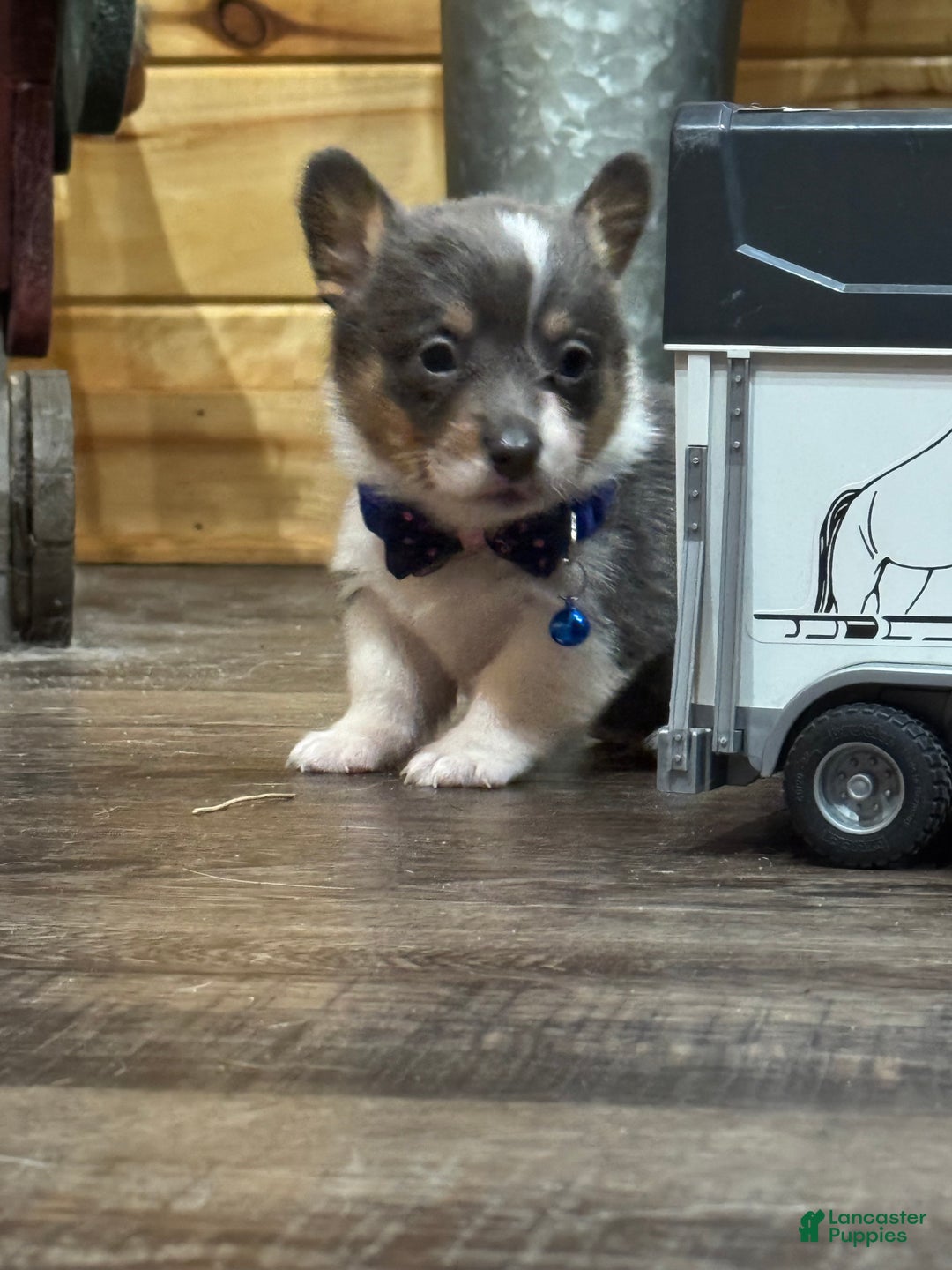 Mixed Breed dogs for sale: Ruger - Ad 8