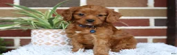 Cavapoo dogs for sale: Forrest - Ad 7