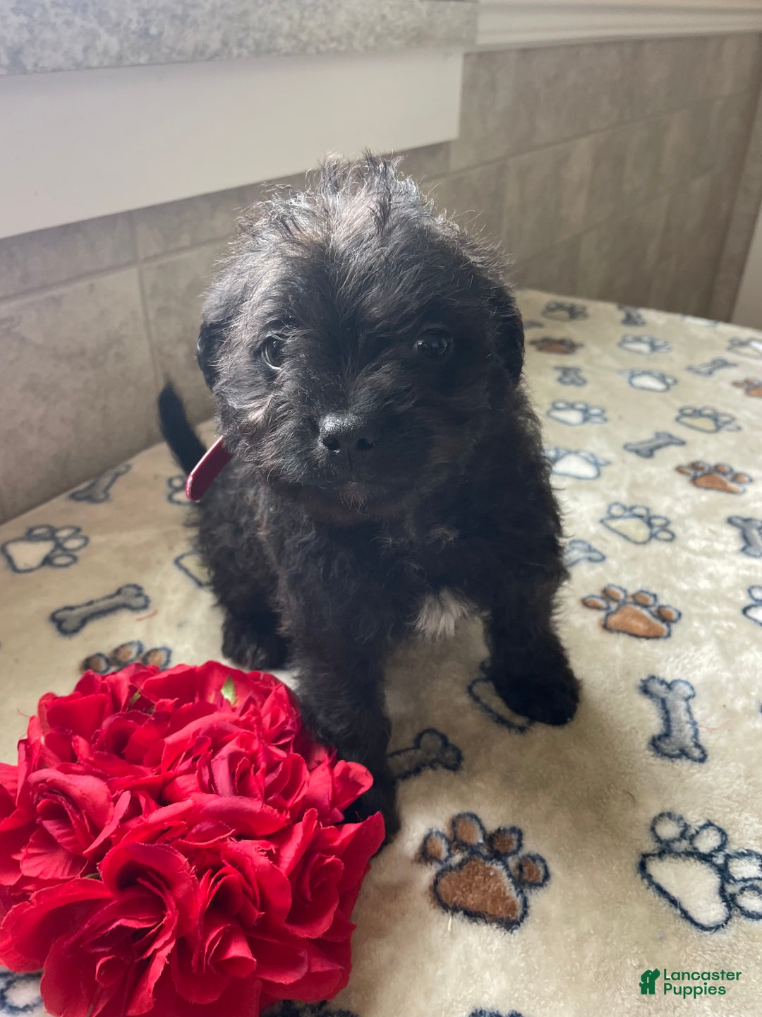 Mixed Breed dogs for sale: Sprout - Ad 3