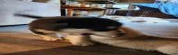 Alaskan Malamute dogs for sale: Meet Hex, she is a red white akc Alaskan malamute female. Lovable and fun to play with.  - Ad 15