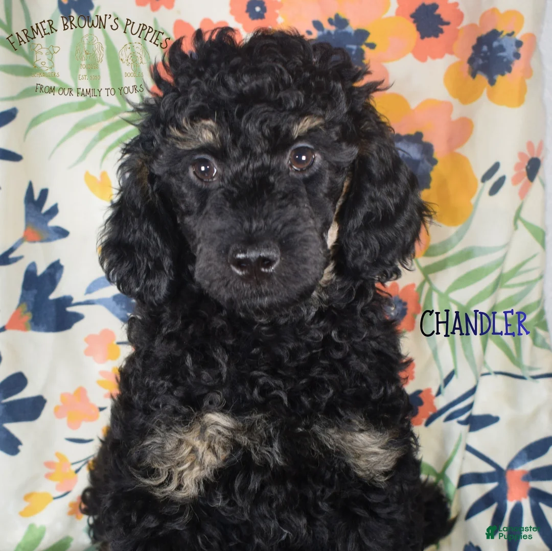 Mixed Breed dogs for sale: Chandler - Ad 1