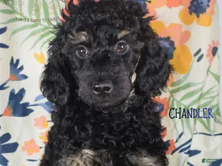 Mixed Breed dogs for sale: Chandler - Ad 2