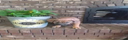 Mixed Breed dogs for sale: Mixed Breed Puppy 1 - Ad 5