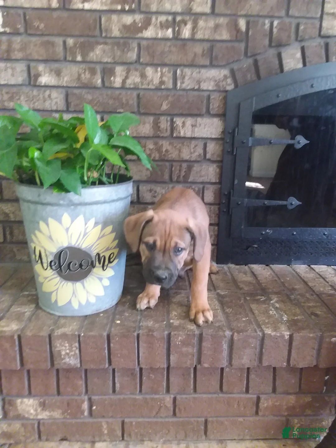 Mixed Breed dogs for sale: Mixed Breed Puppy 1 - Ad 5