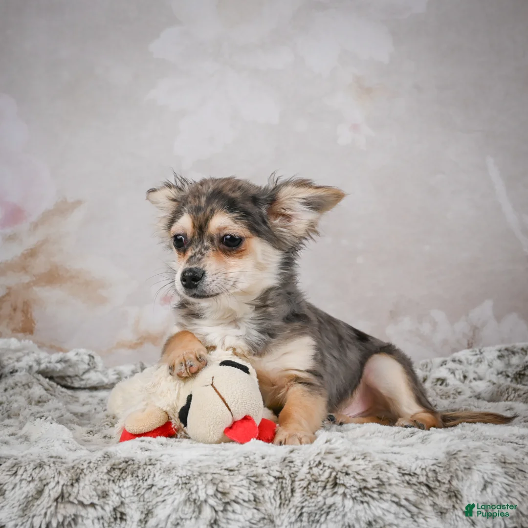 Chihuahua dogs for sale: Geronimo - Ad 9