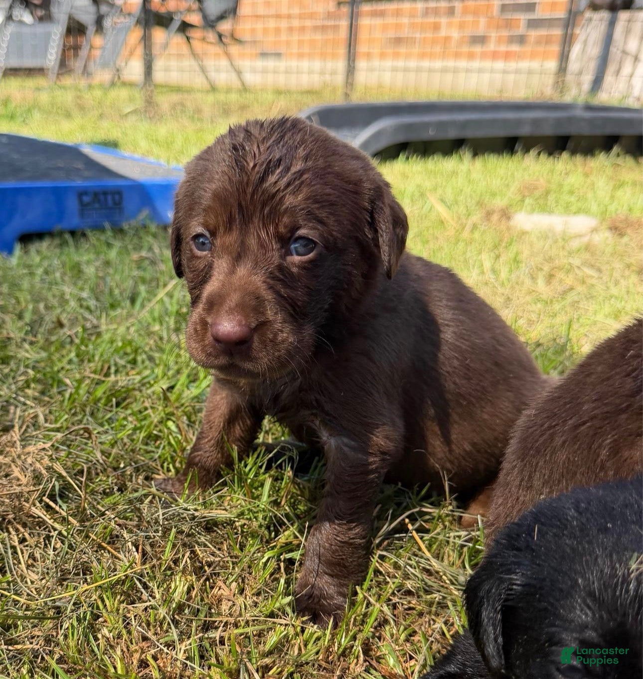Labrador Retriever dogs Ethan - Ad 14