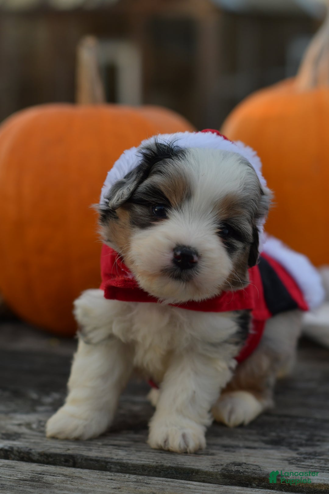 Mini Aussiedoodle dogs for sale: Cash - Ad 20
