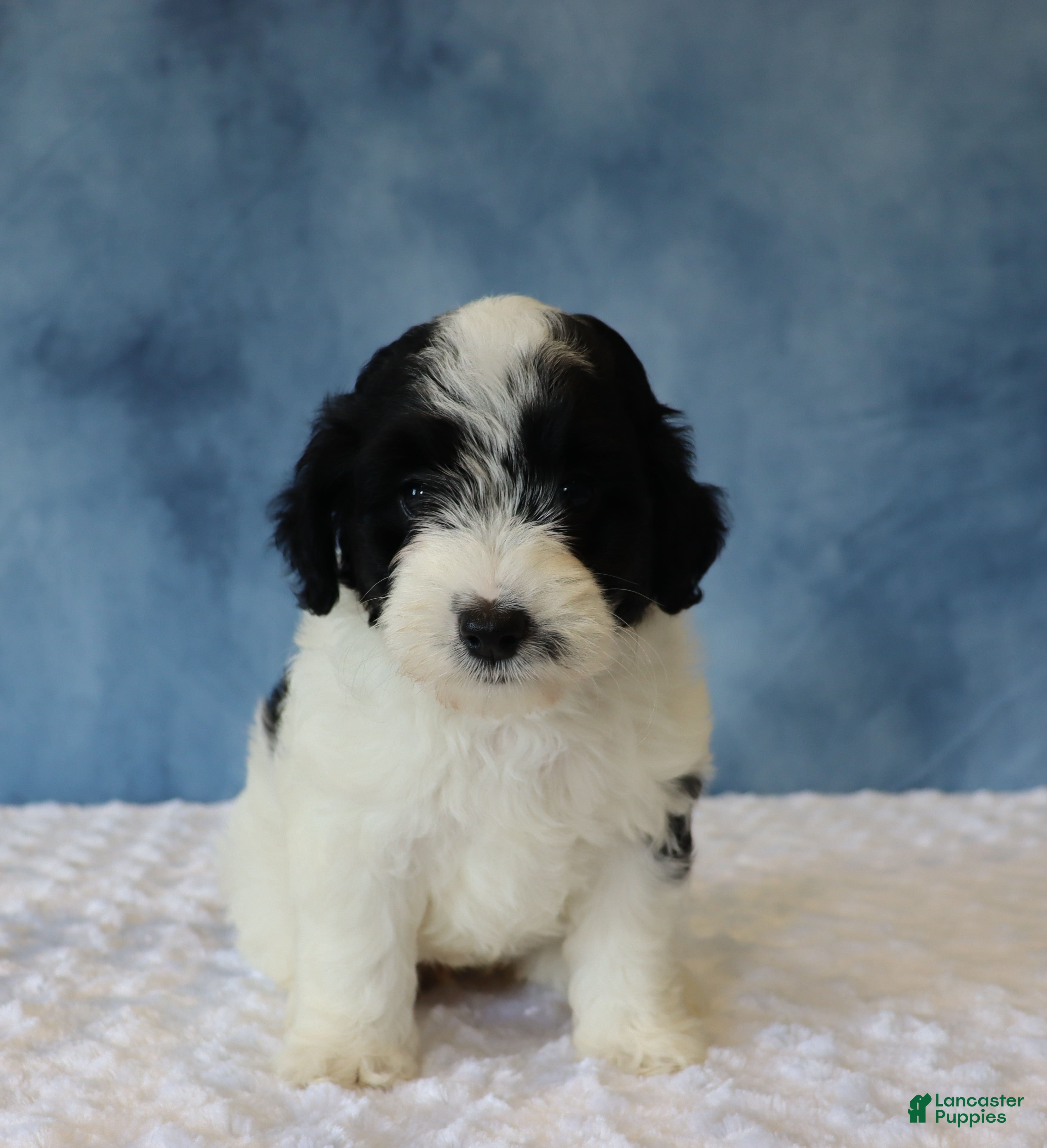 Mixed Breed dogs Shadow - Ad 2