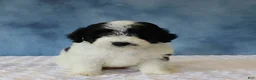 Mixed Breed dogs for sale: Shadow - Ad 2