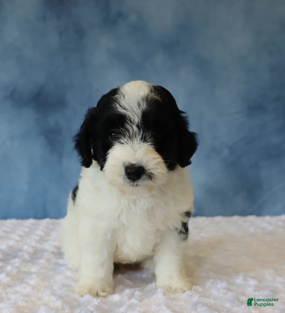 Mixed Breed dogs for sale: Shadow - Ad 2