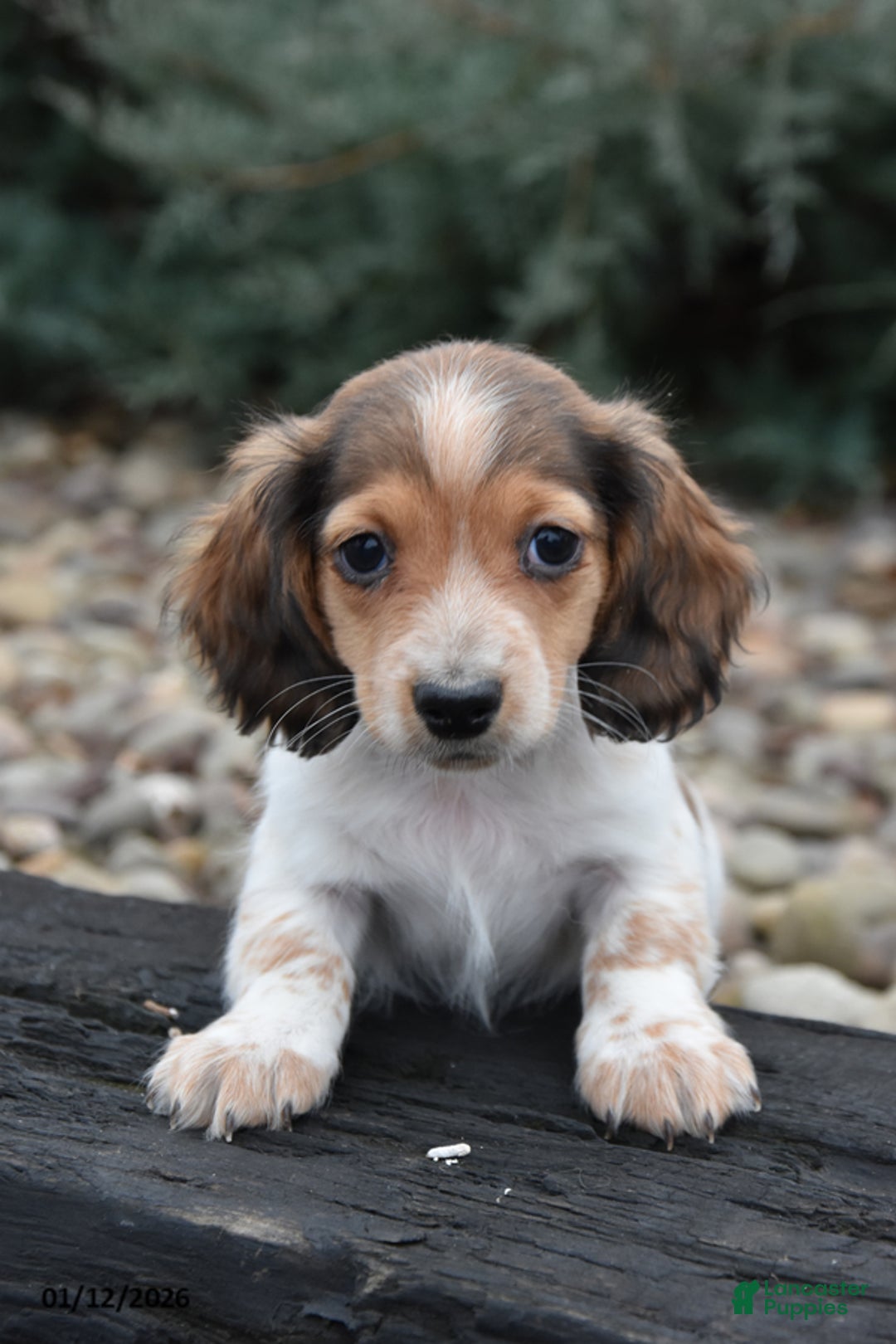 Miniature Dachshund dogs for sale: Simba - Ad 2