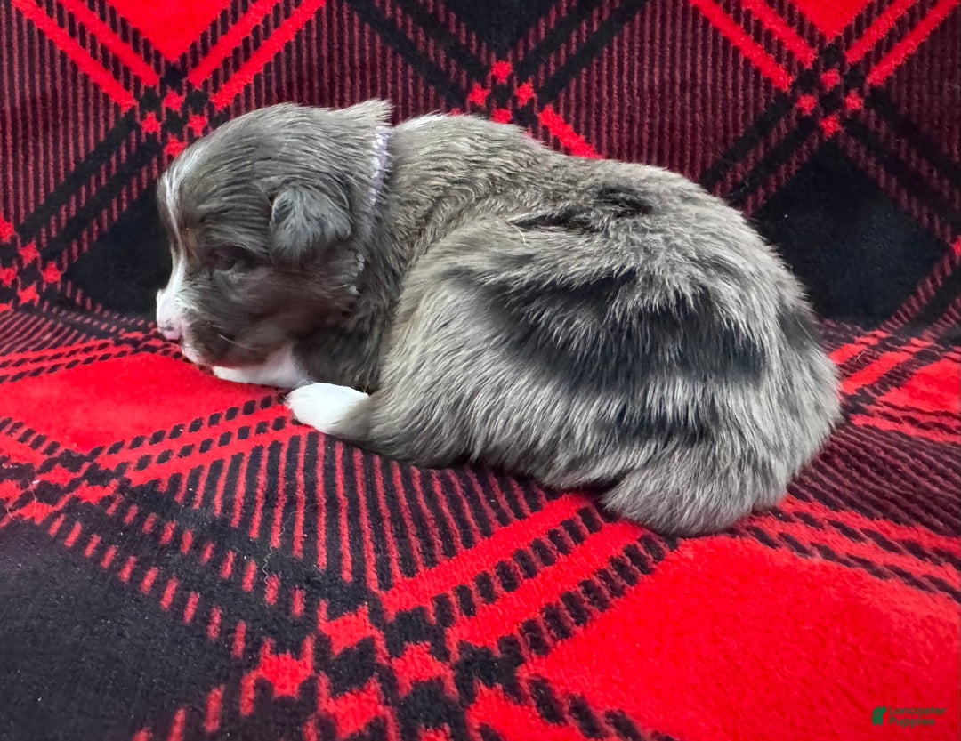 Australian Shepherd dogs for sale: Australian Shepherd Puppy - Purple Collar - Ad 7