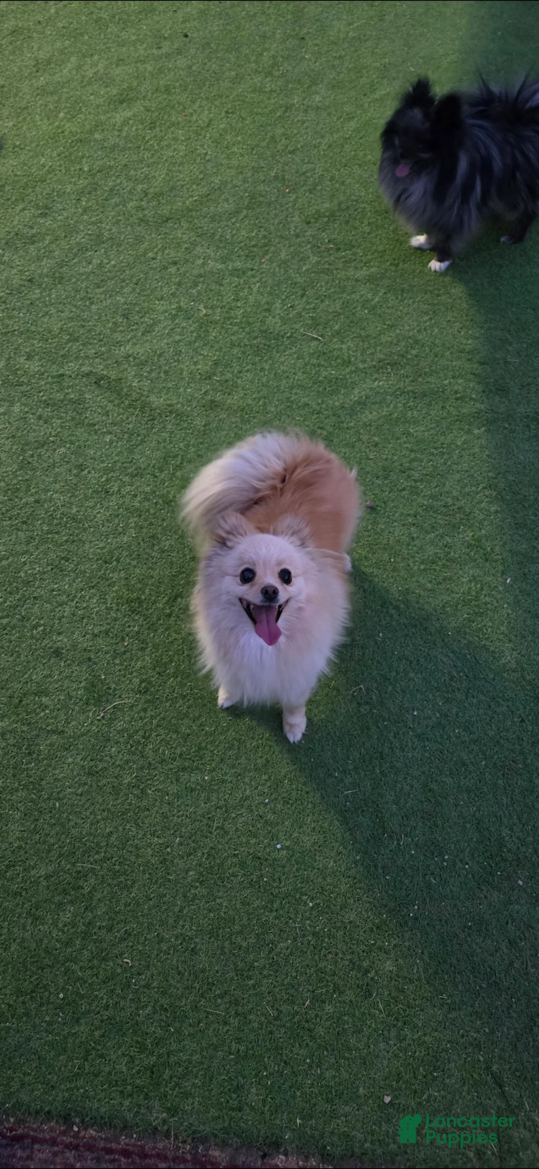 Pomeranian dogs for sale: Pomeranian Puppy 3 - Ad 2