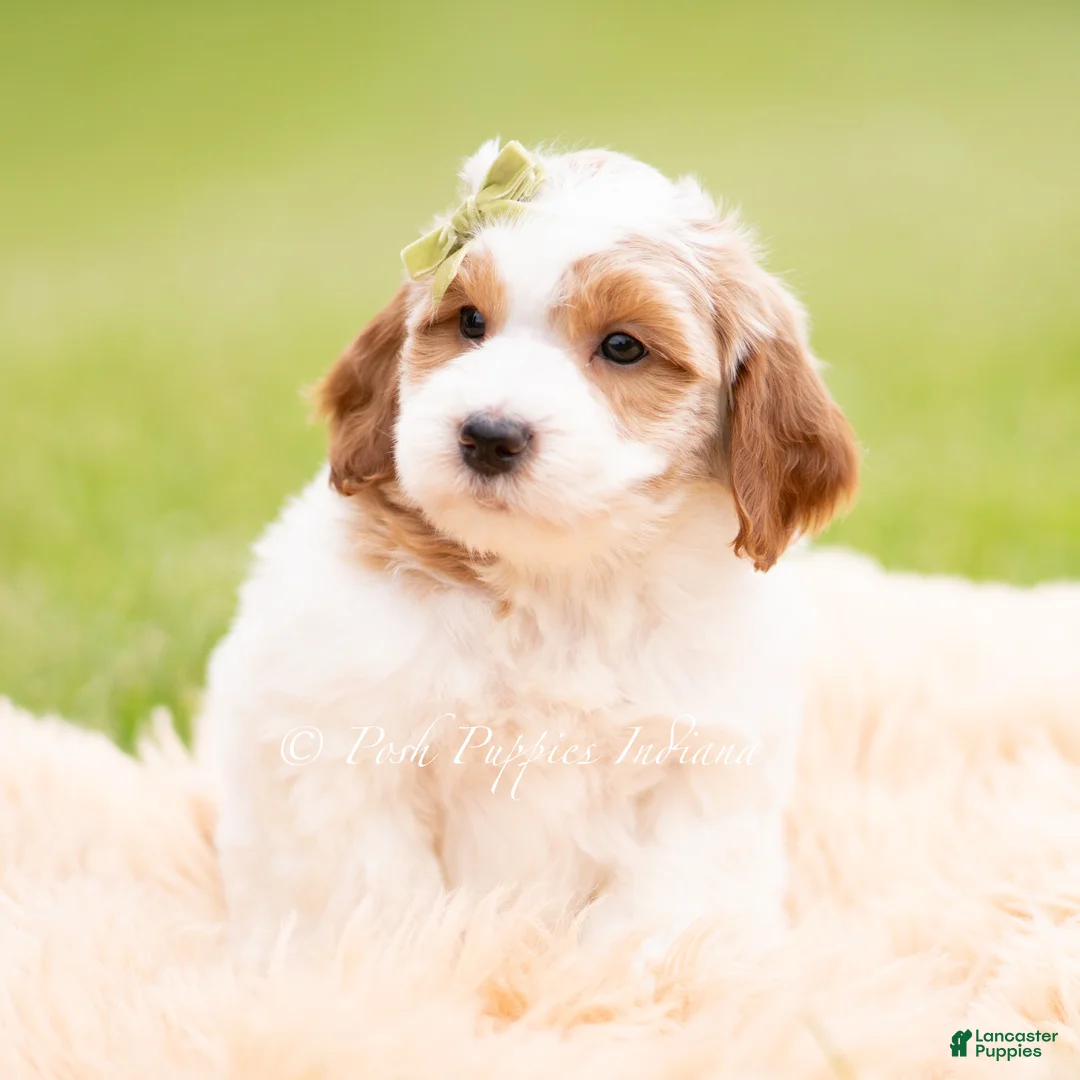 Mini Goldendoodle dogs for sale: Doodle - Ad 7
