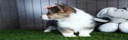 Welsh Corgi Pembroke dogs for sale: Roxanne - Ad 6