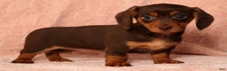 Miniature Dachshund dogs for sale: Remi - Ad 8