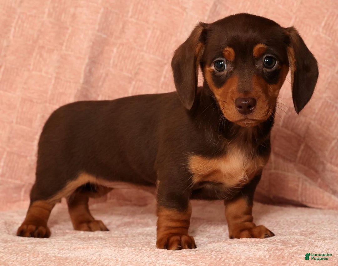 Miniature Dachshund dogs for sale: Remi - Ad 8