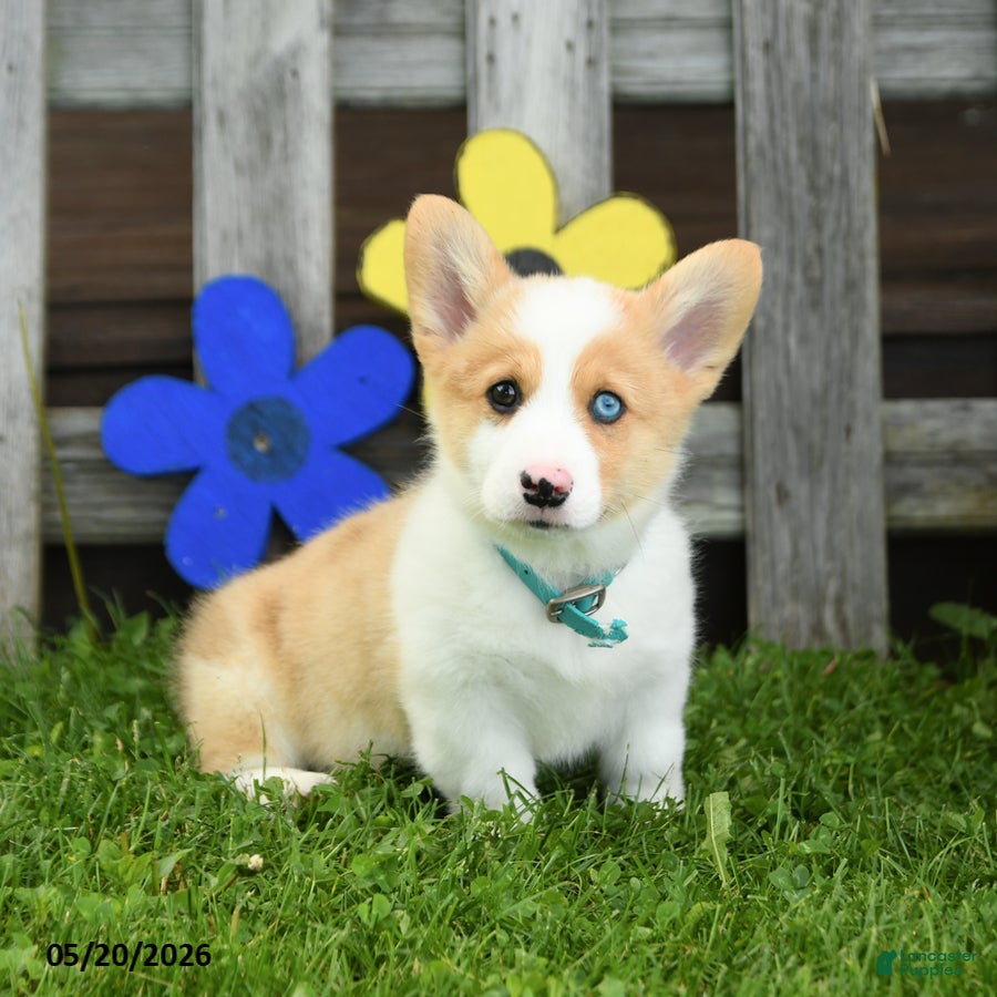 Welsh Corgi Pembroke dogs Blazer - Ad 2