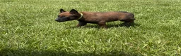 Belgian Malinois dogs for sale: Houston - Ad 5