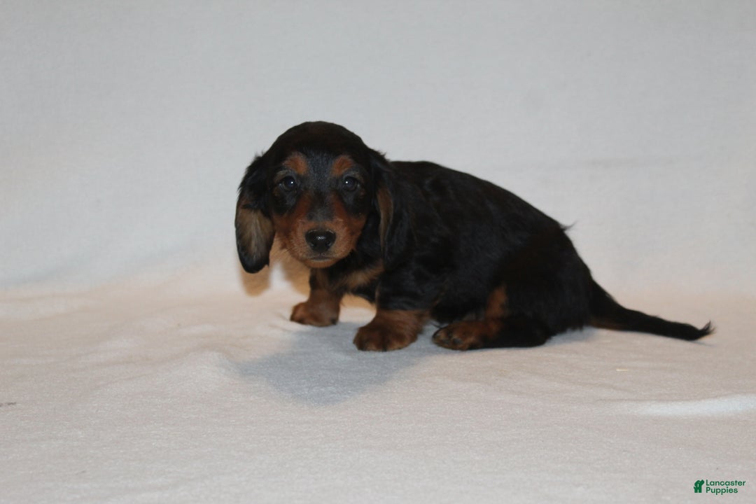 Miniature Dachshund dogs for sale: Dasher - Ad 5